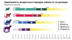 Koliko godina živi psi kod kuće